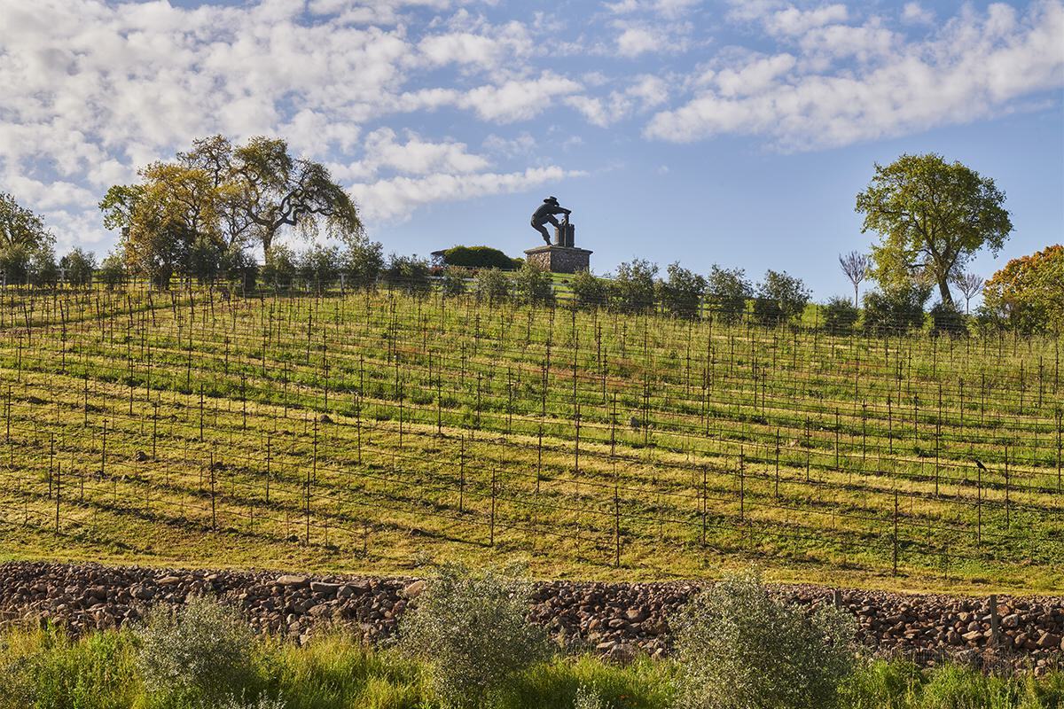 Vineyard field background